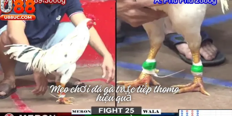 Mẹo chơi đá gà trực tiếp thomo hiệu quả